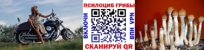 Псилоцибиновые грибы мицелий  Жуковка 